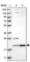 Transmembrane Protein 65 antibody, PA5-55205, Invitrogen Antibodies, Western Blot image 