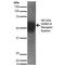 Gamma-Aminobutyric Acid Type A Receptor Epsilon Subunit antibody, LS-C774119, Lifespan Biosciences, Western Blot image 