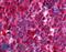 NIMA Related Kinase 9 antibody, LS-A7967, Lifespan Biosciences, Immunohistochemistry paraffin image 