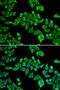 NGFI-A Binding Protein 2 antibody, orb178640, Biorbyt, Immunofluorescence image 