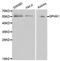 Sphingosine Kinase 1 antibody, MBS125393, MyBioSource, Western Blot image 