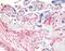 Dipeptidyl Peptidase 4 antibody, MBS395733, MyBioSource, Immunohistochemistry paraffin image 