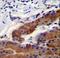 Whirlin antibody, LS-C167376, Lifespan Biosciences, Immunohistochemistry paraffin image 