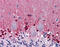 Cystathionine-Beta-Synthase antibody, 51-896, ProSci, Immunohistochemistry frozen image 