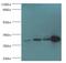 Phosphomannomutase 1 antibody, LS-C370118, Lifespan Biosciences, Western Blot image 