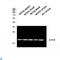 Interleukin 1 Family Member 10 antibody, LS-C813434, Lifespan Biosciences, Western Blot image 