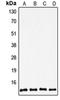 Thioredoxin antibody, orb214706, Biorbyt, Western Blot image 