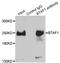 B-TFIID TATA-Box Binding Protein Associated Factor 1 antibody, LS-C334308, Lifespan Biosciences, Immunoprecipitation image 