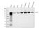 Glycine dehydrogenase [decarboxylating], mitochondrial antibody, M04777, Boster Biological Technology, Western Blot image 