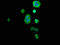 Rho GDP Dissociation Inhibitor Alpha antibody, LS-C671064, Lifespan Biosciences, Immunofluorescence image 