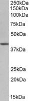 Septin-4 antibody, 42-673, ProSci, Western Blot image 