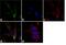 Thrombospondin 1 antibody, MA5-13377, Invitrogen Antibodies, Immunofluorescence image 