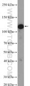 Kiaa0239 antibody, 11513-1-AP, Proteintech Group, Western Blot image 