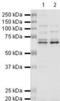 Heterogeneous nuclear ribonucleoprotein L antibody, PA5-19735, Invitrogen Antibodies, Western Blot image 