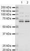 Heterogeneous Nuclear Ribonucleoprotein L antibody, PA5-19735, Invitrogen Antibodies, Western Blot image 