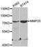 Matrix Metallopeptidase 25 antibody, orb136983, Biorbyt, Western Blot image 
