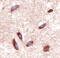 VIPR2 antibody, MAB5416, R&D Systems, Immunohistochemistry paraffin image 