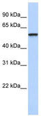 Tripartite Motif Containing 4 antibody, TA331688, Origene, Western Blot image 