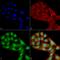 WD repeat domain phosphoinositide-interacting protein 2 antibody, LS-C776203, Lifespan Biosciences, Immunocytochemistry image 