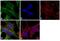 alpha-Tubulin antibody, PA5-39836, Invitrogen Antibodies, Immunofluorescence image 