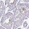 Outer Dense Fiber Of Sperm Tails 1 antibody, PA5-64166, Invitrogen Antibodies, Immunohistochemistry frozen image 
