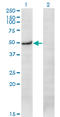 Protein Kinase X-Linked antibody, LS-C198002, Lifespan Biosciences, Western Blot image 