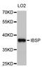 Bone sialoprotein 2 antibody, abx126940, Abbexa, Western Blot image 