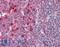 Exocyst Complex Component 3 antibody, LS-B2988, Lifespan Biosciences, Immunohistochemistry paraffin image 