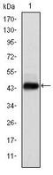 Protein E7 antibody, MA5-15822, Invitrogen Antibodies, Western Blot image 