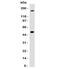 G250 antibody, 34-009, ProSci, Western Blot image 