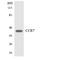 C-C Motif Chemokine Receptor 7 antibody, LS-C291764, Lifespan Biosciences, Western Blot image 