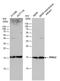 Proline Rich And Gla Domain 2 antibody, PA5-78133, Invitrogen Antibodies, Western Blot image 