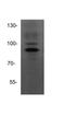 ADAM Metallopeptidase Domain 15 antibody, NBP1-59198, Novus Biologicals, Western Blot image 