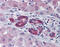 TAL BHLH Transcription Factor 1, Erythroid Differentiation Factor antibody, 31-157, ProSci, Immunohistochemistry paraffin image 
