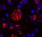 Cytochrome C, Somatic antibody, MAB898, R&D Systems, Immunofluorescence image 