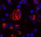 Cytochrome C, Somatic antibody, MAB898, R&D Systems, Immunofluorescence image 