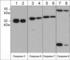 Caspase 8 antibody, CM3821, ECM Biosciences, Western Blot image 