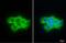 Fibrinogen Gamma Chain antibody, GTX108640, GeneTex, Immunofluorescence image 