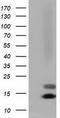 Follicle Stimulating Hormone Subunit Beta antibody, TA501646, Origene, Western Blot image 