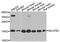 NADH dehydrogenase [ubiquinone] 1 beta subcomplex subunit 5, mitochondrial antibody, A8327, ABclonal Technology, Western Blot image 