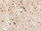 Purinergic Receptor P2Y2 antibody, CSB-PA576176, Cusabio, Immunohistochemistry paraffin image 