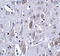 Interleukin 16 antibody, 4995, ProSci, Immunohistochemistry paraffin image 
