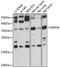 Radial Spoke Head 9 Homolog antibody, 16-356, ProSci, Western Blot image 