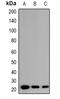EP300 Interacting Inhibitor Of Differentiation 1 antibody, orb382530, Biorbyt, Western Blot image 