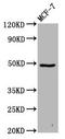 Family With Sequence Similarity 71 Member D antibody, LS-C680444, Lifespan Biosciences, Western Blot image 