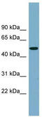 Serine Protease 16 antibody, TA346422, Origene, Western Blot image 