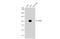 CD19 antibody, GTX101512, GeneTex, Western Blot image 