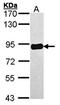 Protein Kinase C Substrate 80K-H antibody, orb69700, Biorbyt, Western Blot image 
