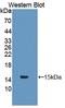 Glutaredoxin antibody, LS-C704772, Lifespan Biosciences, Western Blot image 