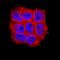 Lipopolysaccharide Induced TNF Factor antibody, AF4695, R&D Systems, Immunofluorescence image 